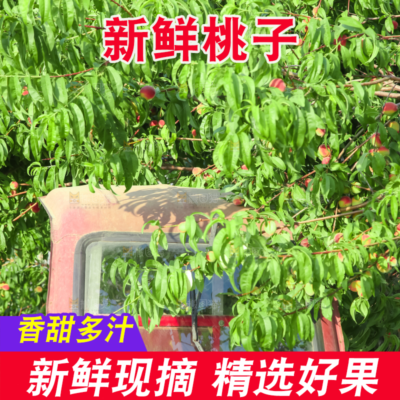 树上挂着桃子