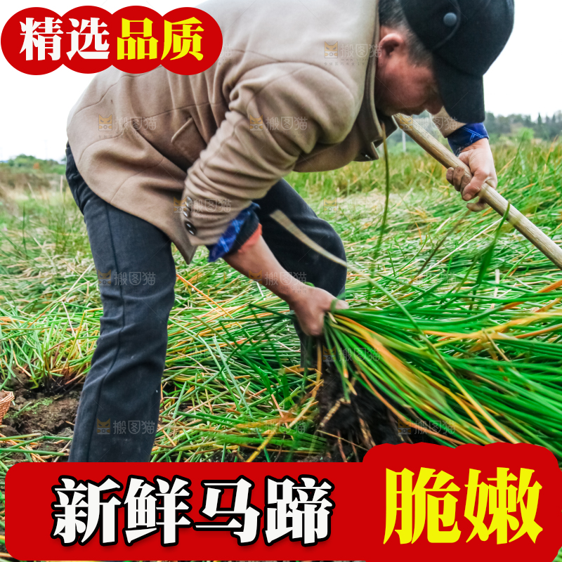 农民正在挖马蹄