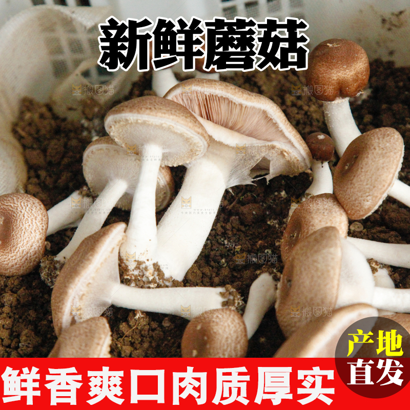 土里的蘑菇