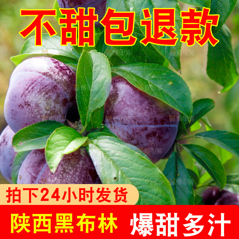 树上挂着黑布李