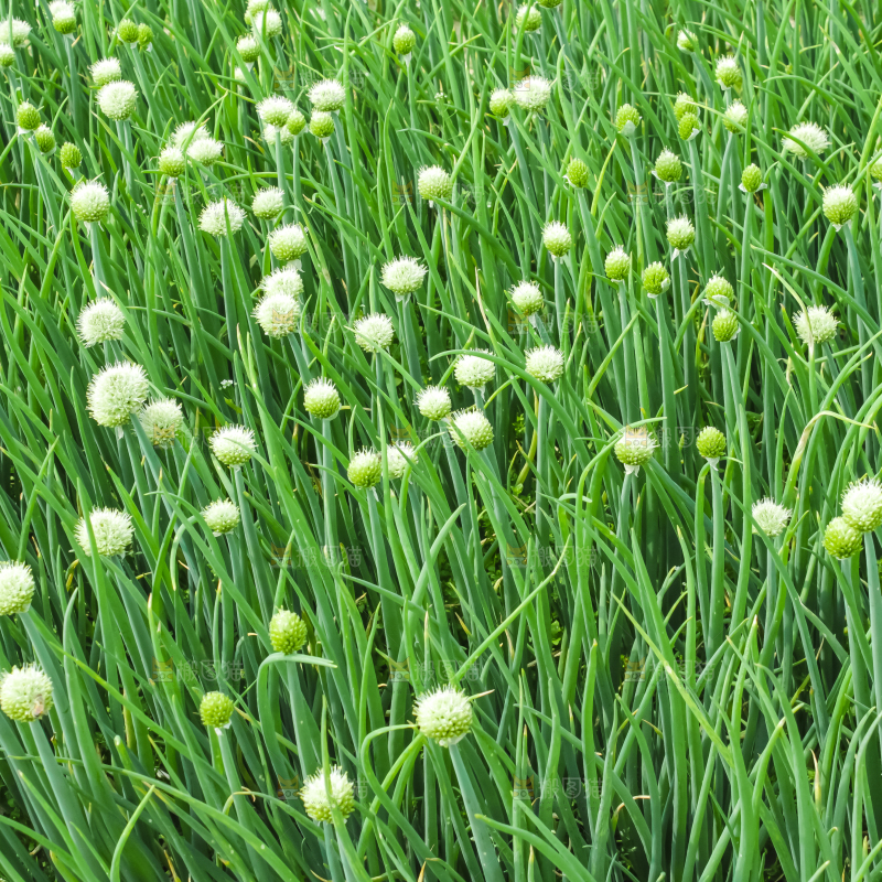 地里的大葱
