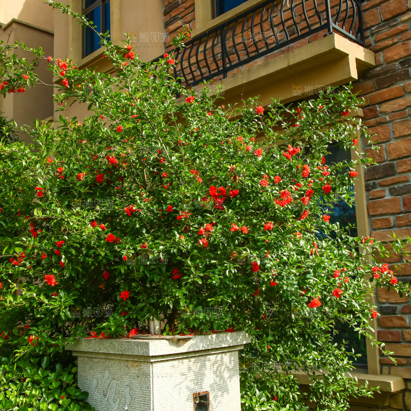 房子边的石榴花