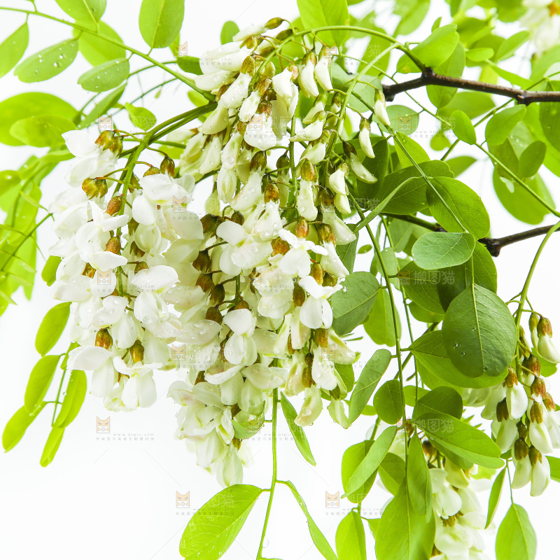 白底上的槐树花