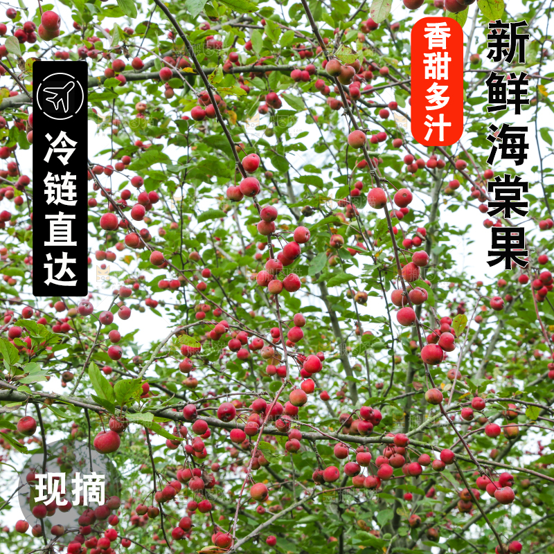 树上挂着海棠果