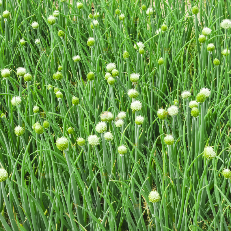 地里的大葱