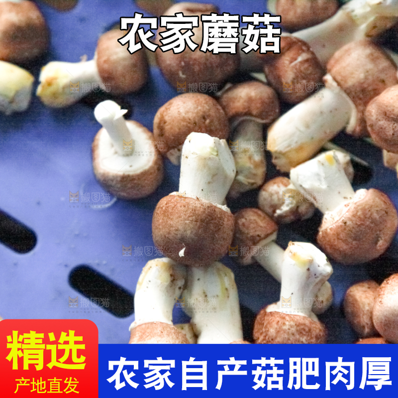 框子里装着小蘑菇