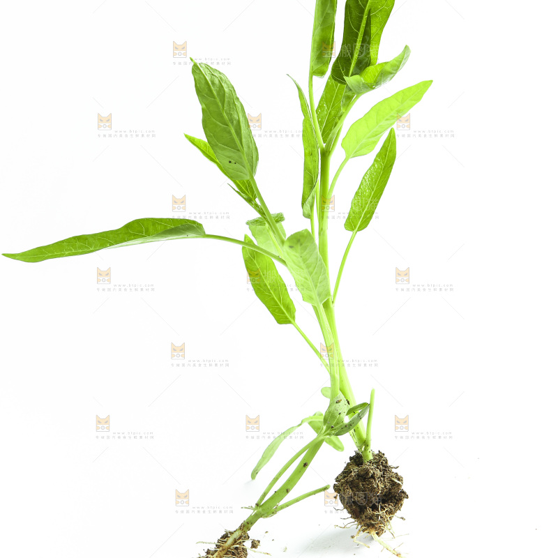 白底上放着空心菜苗