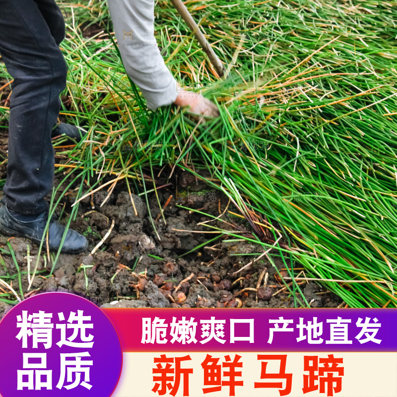 农民正在挖马蹄