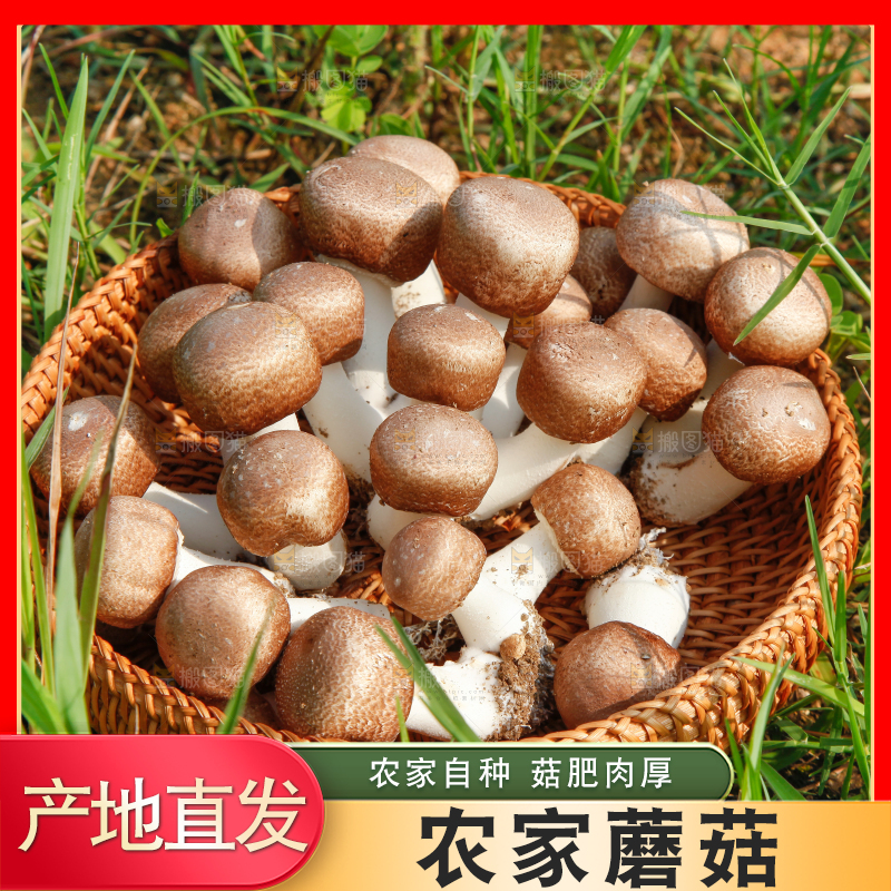 篮子里装着香菇