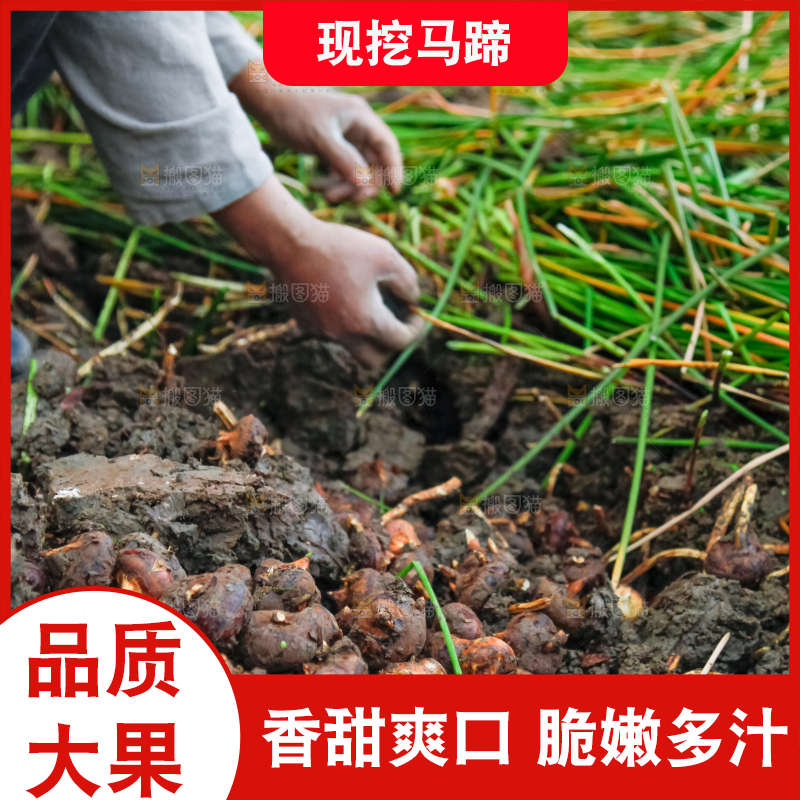 农民正在挖马蹄