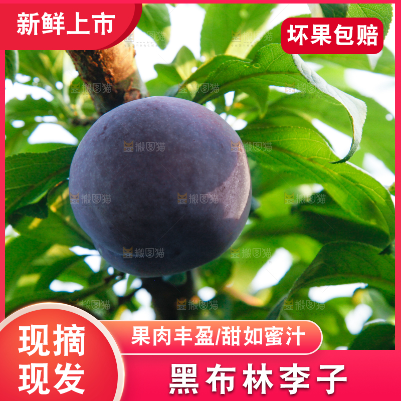 树上挂着黑布李