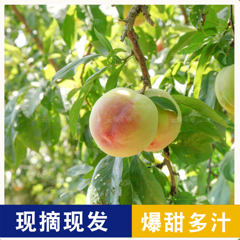 树上的李子