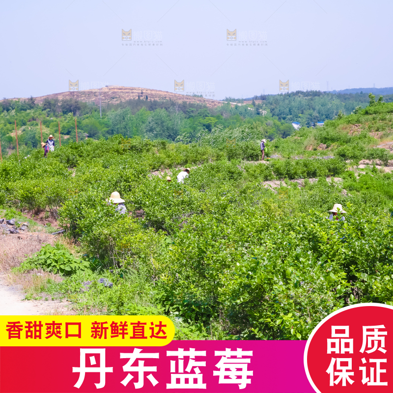 农民正在采摘蓝莓