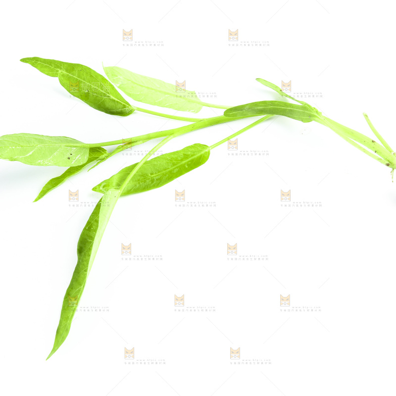 白底上放着空心菜苗