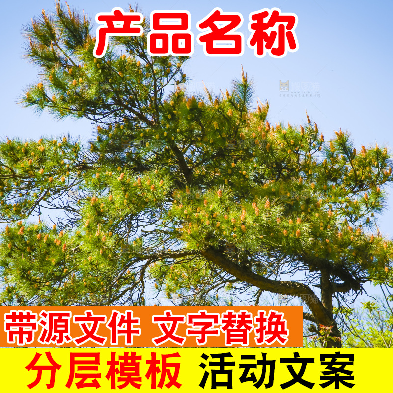 山上的松树