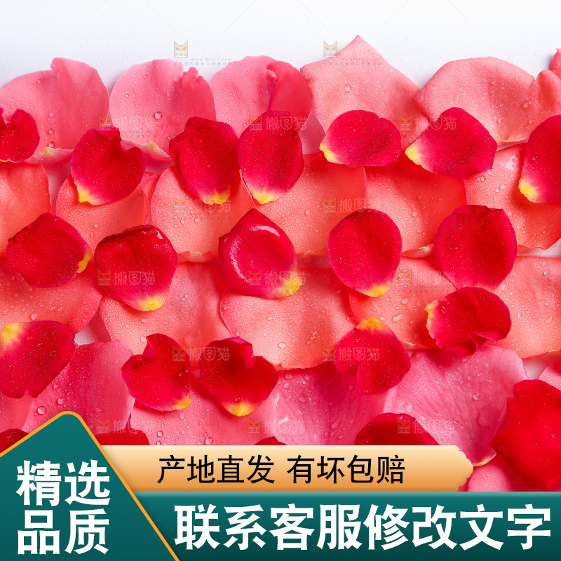 白底上的玫瑰花瓣