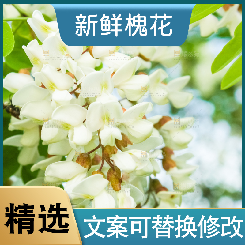 槐树槐花