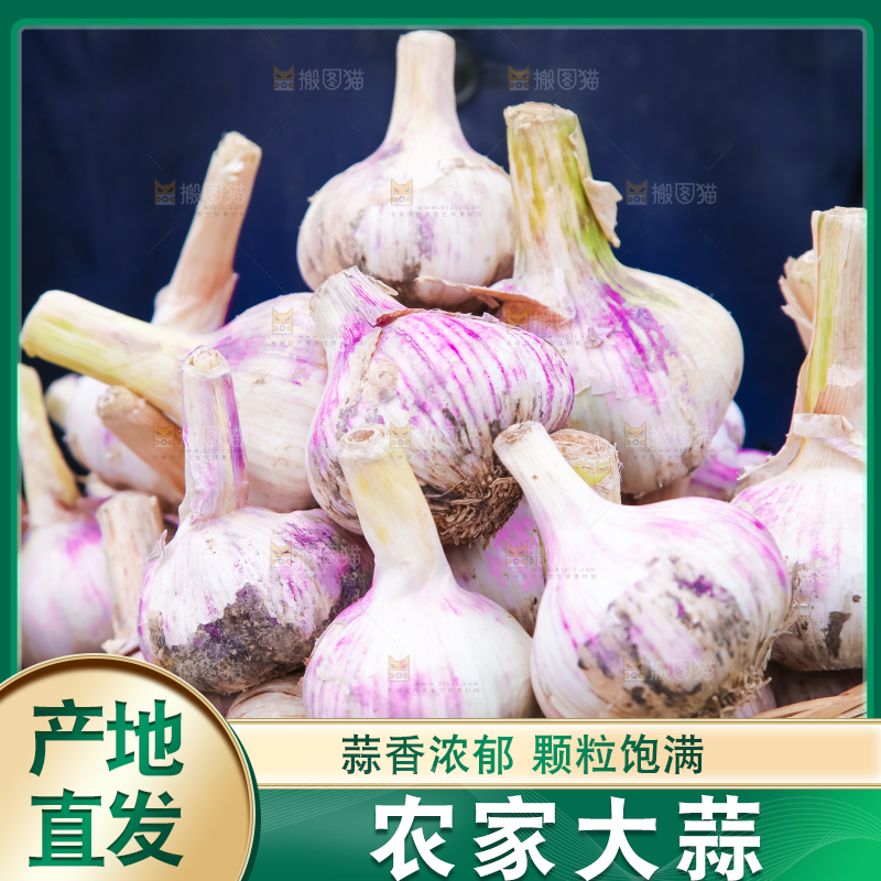 农民正在收大蒜
