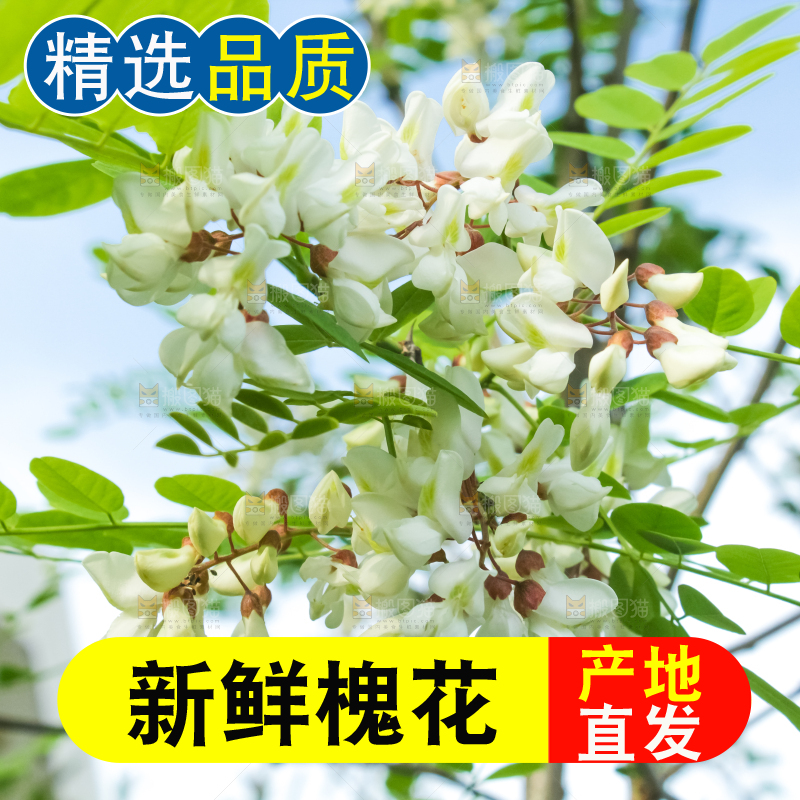 槐树槐花