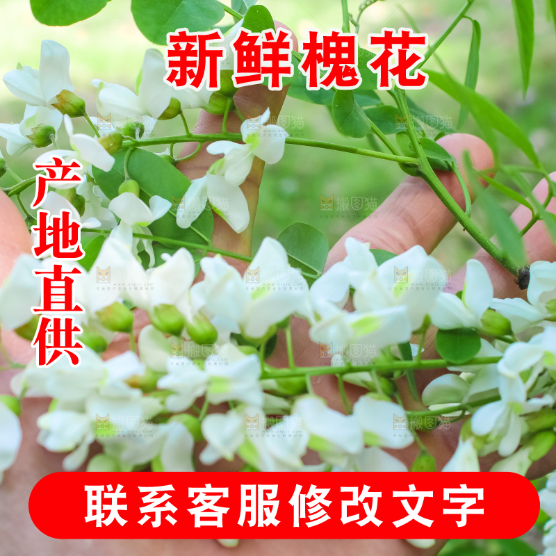槐树槐花