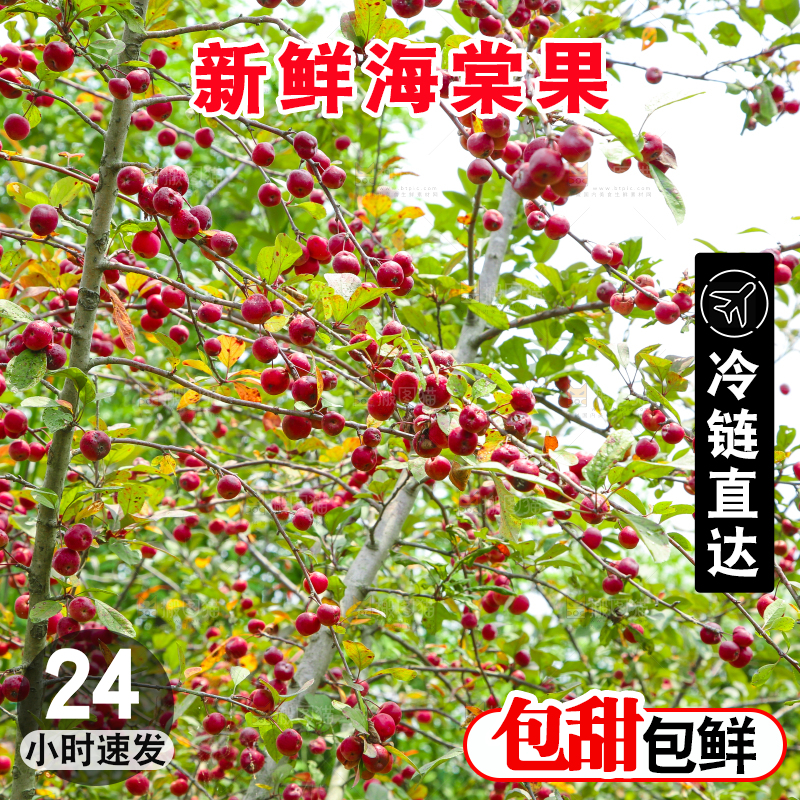 树上挂着海棠果