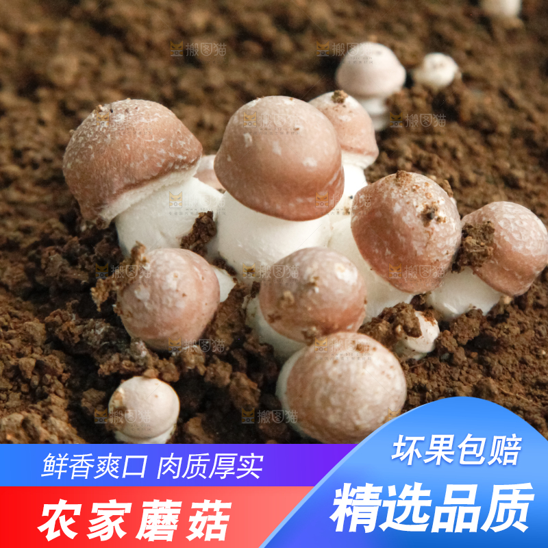 土里的蘑菇