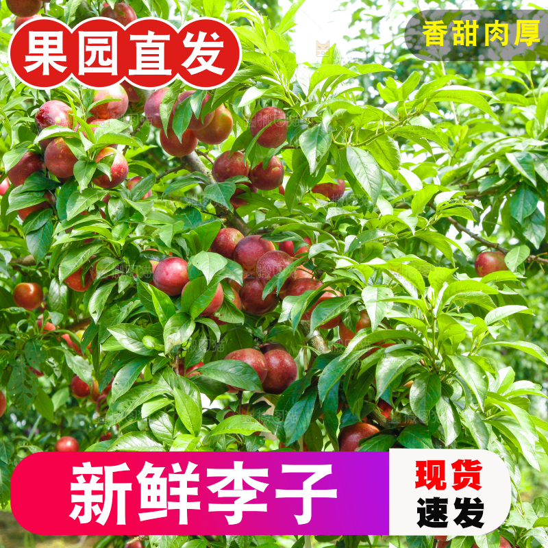 李子树上的红布李