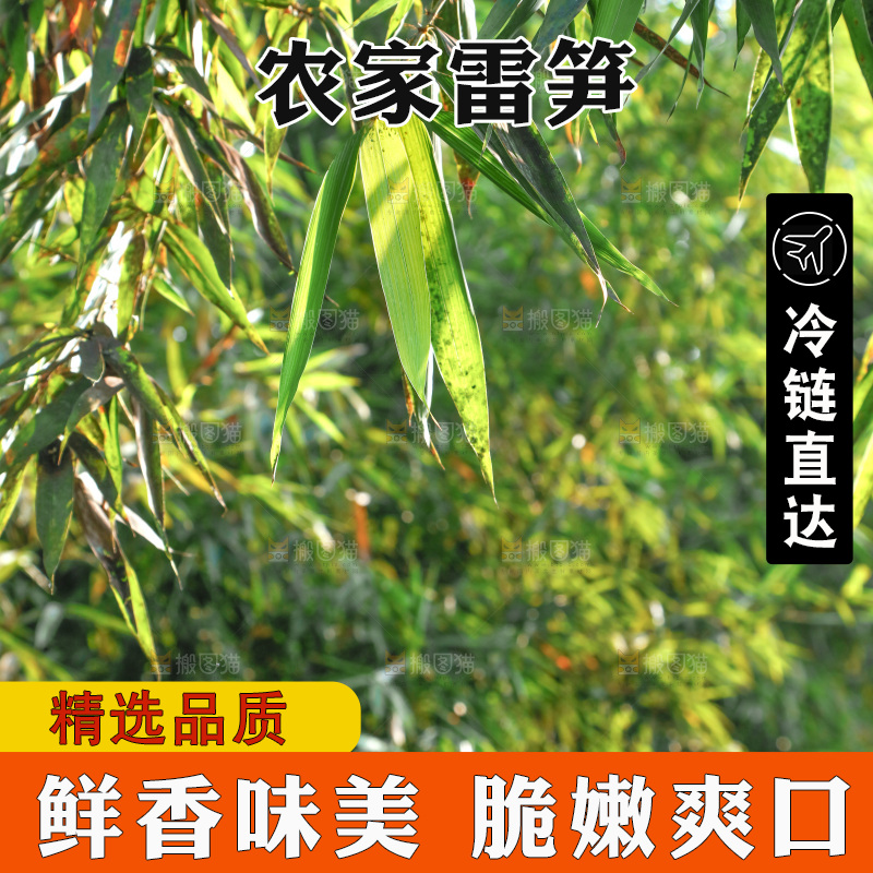 一片竹林
