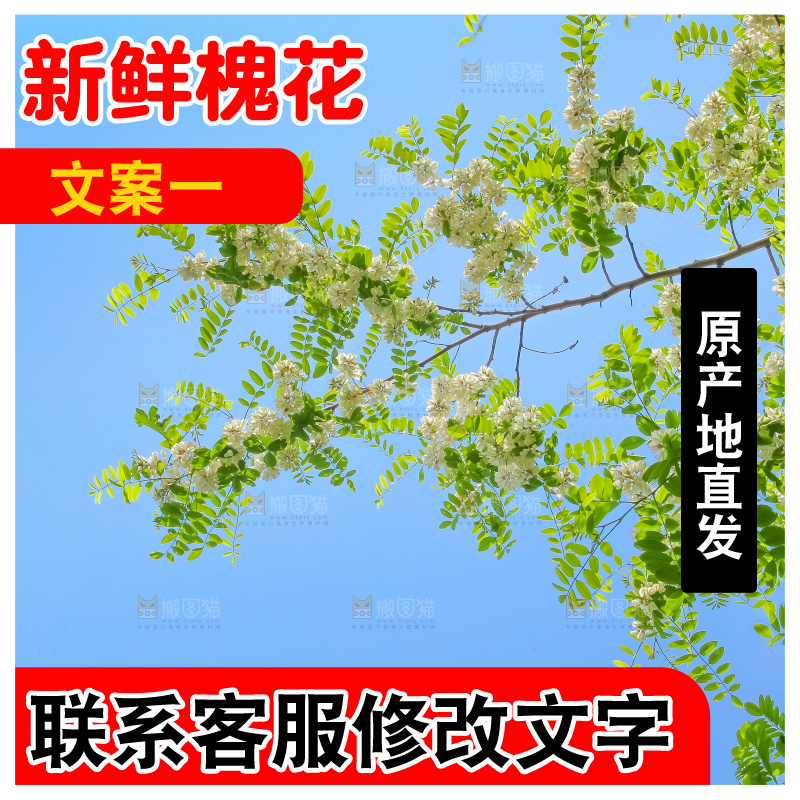 槐树槐花