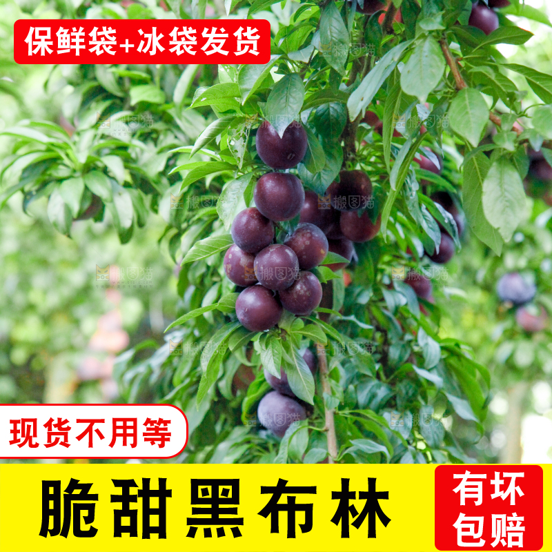 树上挂着黑布李