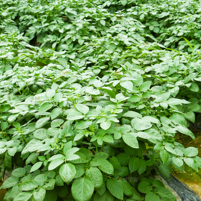 一片土豆地