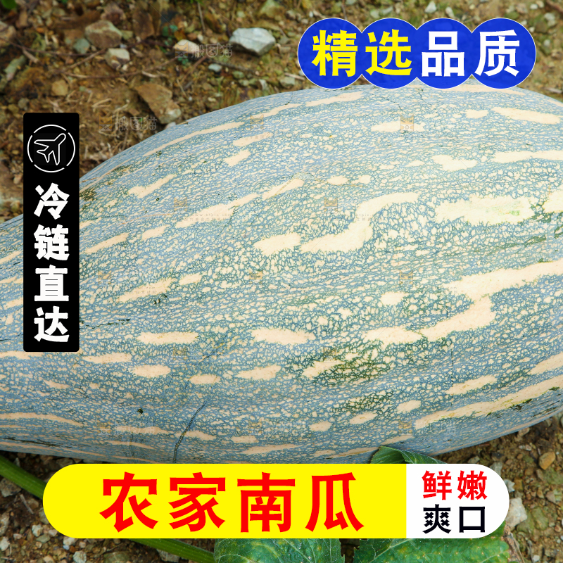 地里的南瓜