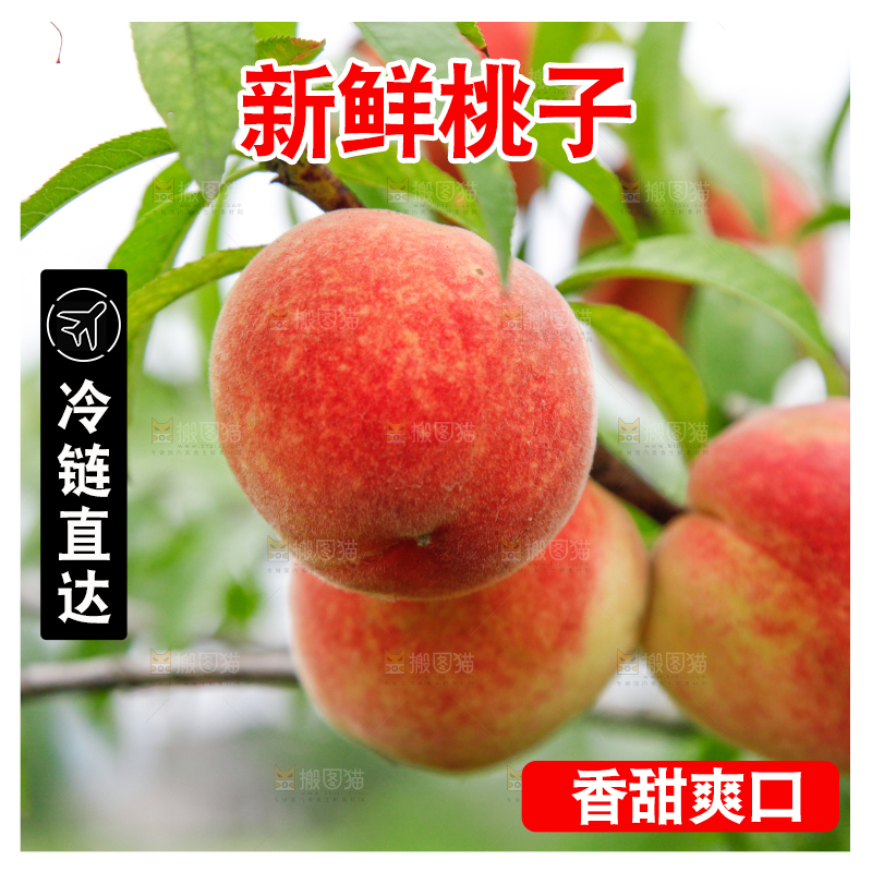 树上挂着桃子