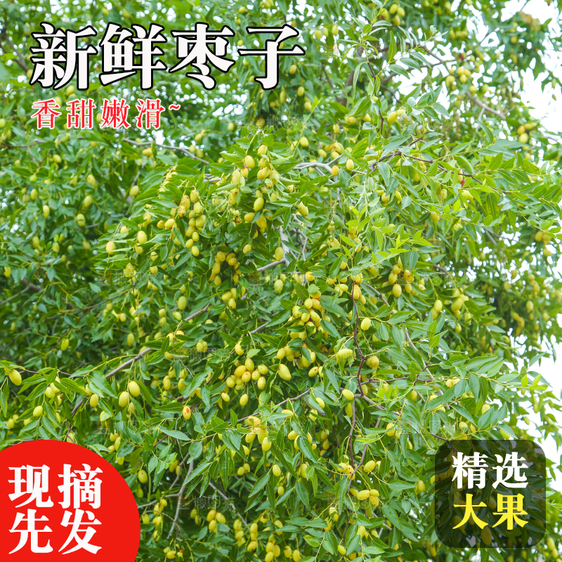树上的枣子