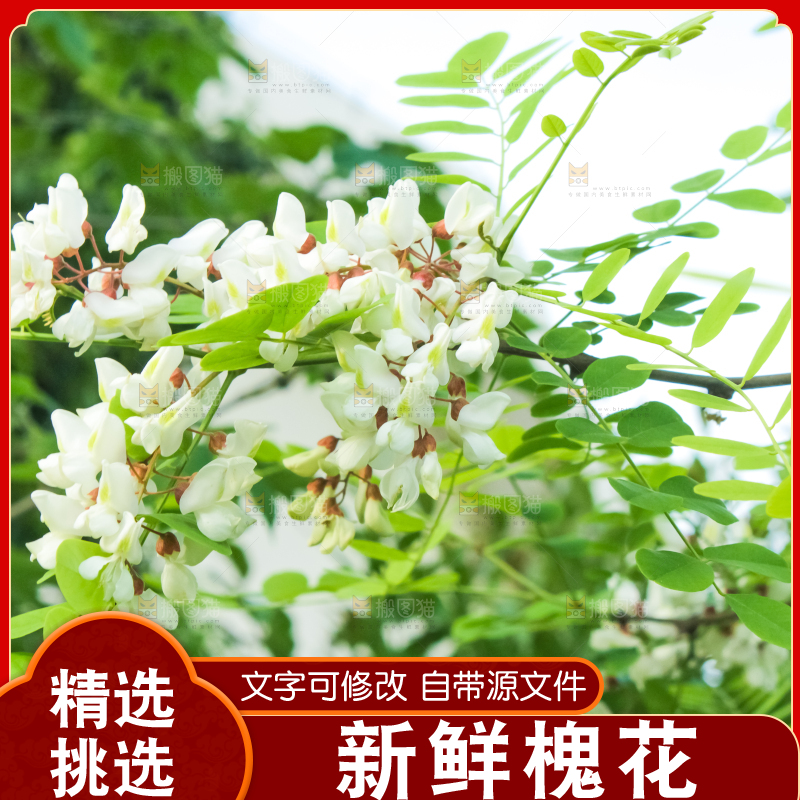 槐树槐花