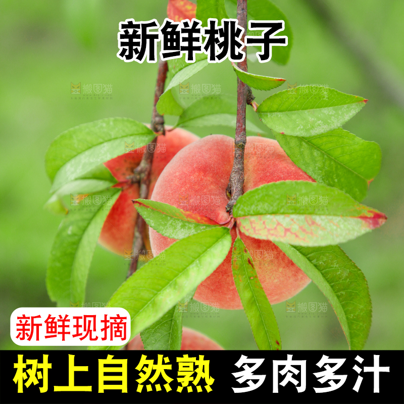 树上挂着桃子