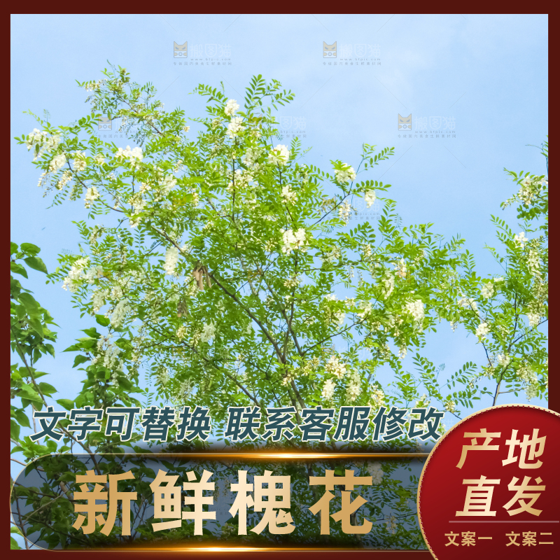 槐树槐花