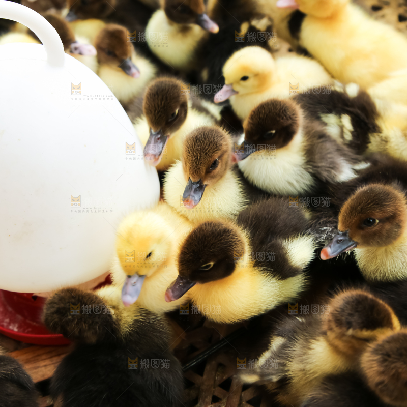 框子里的小鸭