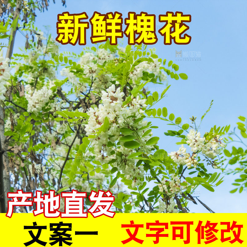 槐树槐花