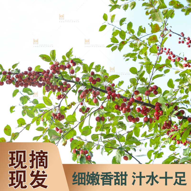 树上挂着海棠果