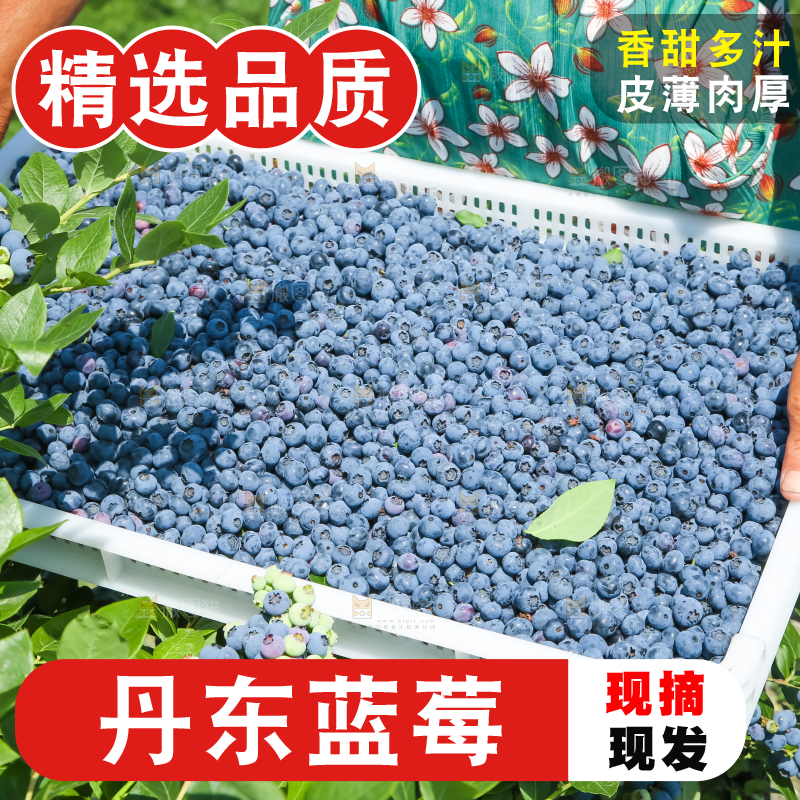农民正在采摘蓝莓