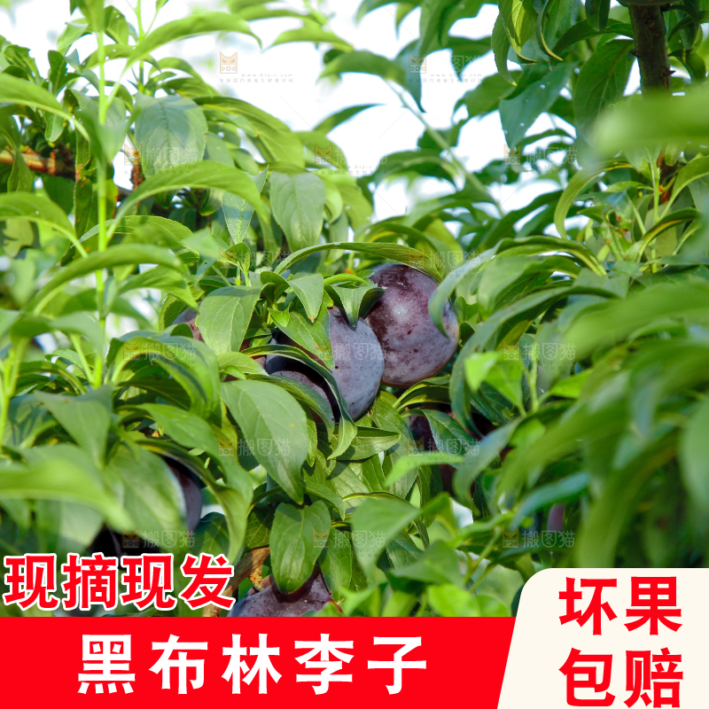 树上挂着黑布李