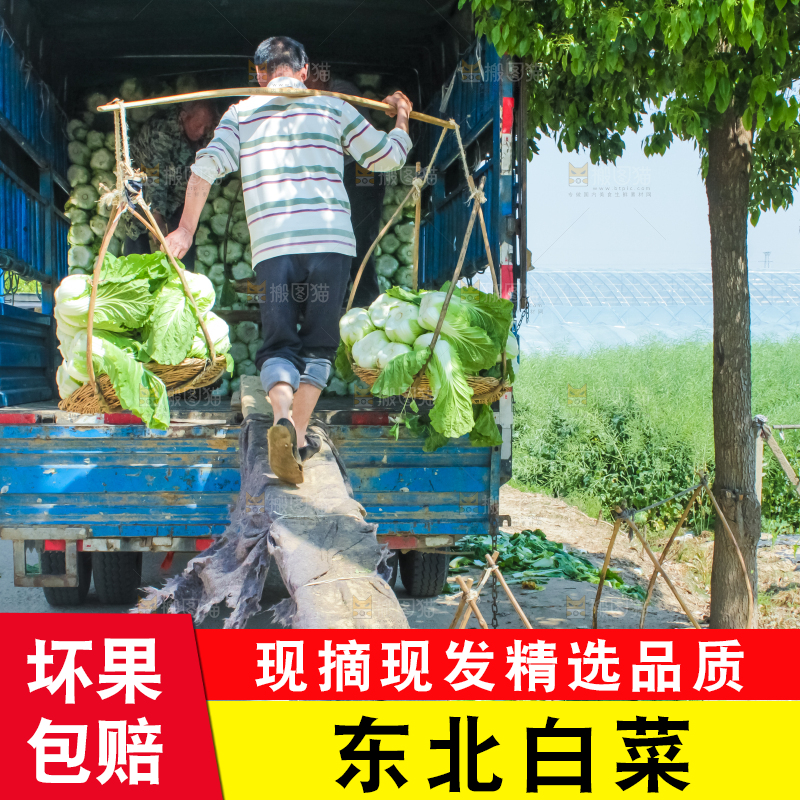 车上正在装着白菜