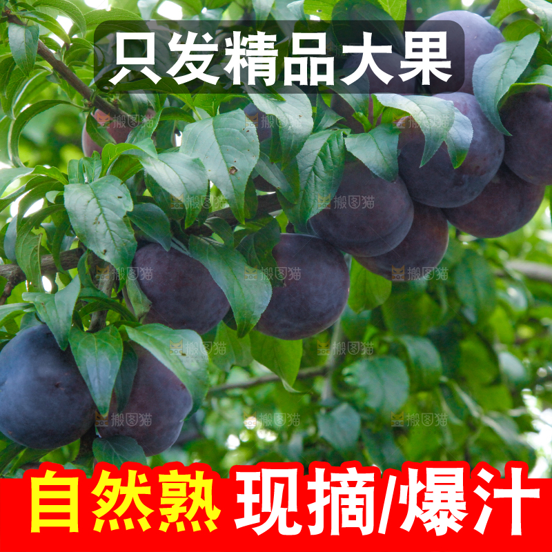树上挂着黑布李