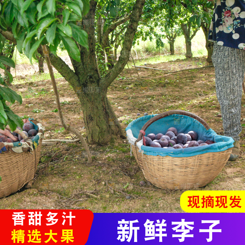 农民正在摘李子
