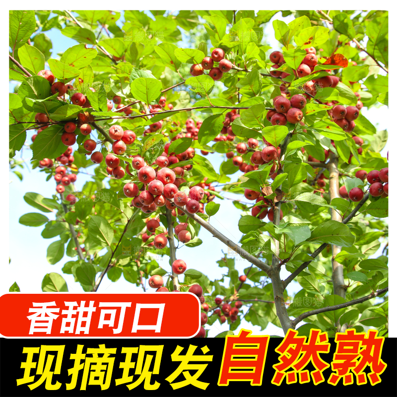 树上挂着海棠果