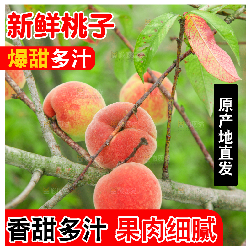 树上挂着桃子