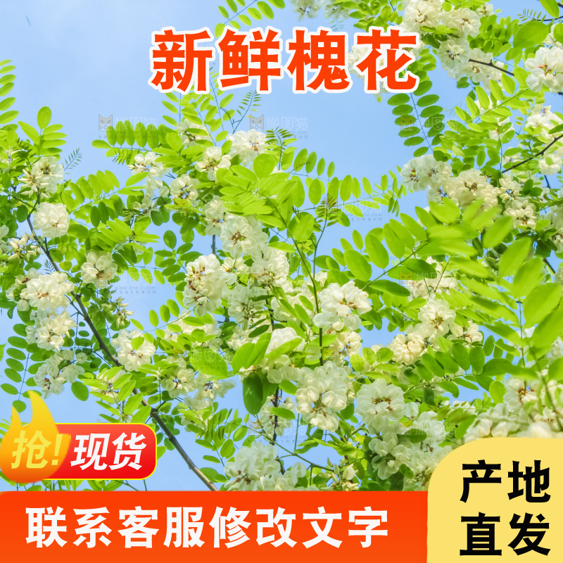 槐树槐花
