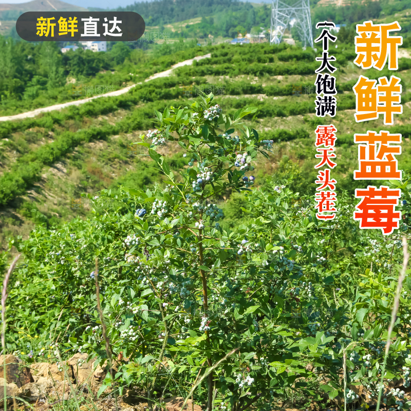 农民正在采摘蓝莓
