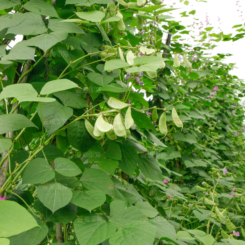 菜园里的扁豆